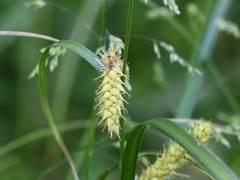 Carex trichocarpa