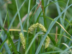 Carex trichocarpa