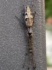 Tetragnatha nigrita