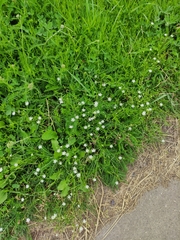 Stellaria graminea