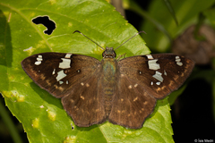 Celaenorrhinus similis