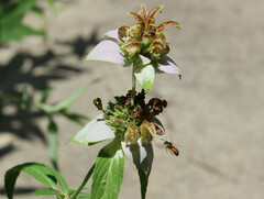 Protandrena abdominalis