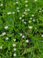 Stellaria graminea
