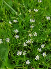 Stellaria graminea
