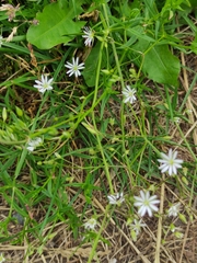 Stellaria graminea