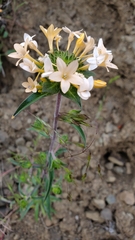 Collomia grandiflora