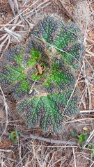 Arctopus dregei