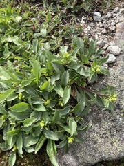 Solidago leiocarpa