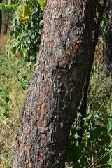 Corymbia erythrophloia