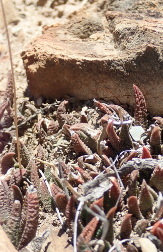 Image of Haworthiopsis scabra by (c) Nicola van Berkel, some rights reserved (CC BY-SA)