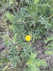 Potentilla pulcherrima