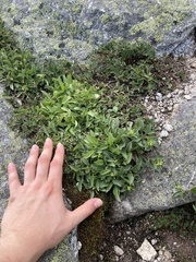 Solidago leiocarpa