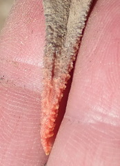 Haworthiopsis scabra