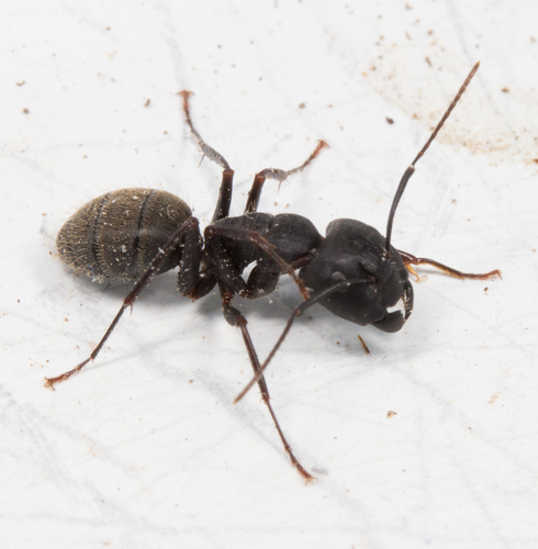 Eastern Black Carpenter Ant, Boone County, MO, USA, photo 7 of 10