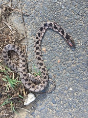 Telescopus fallax fallax