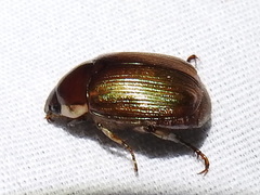 Callistethus marginatus