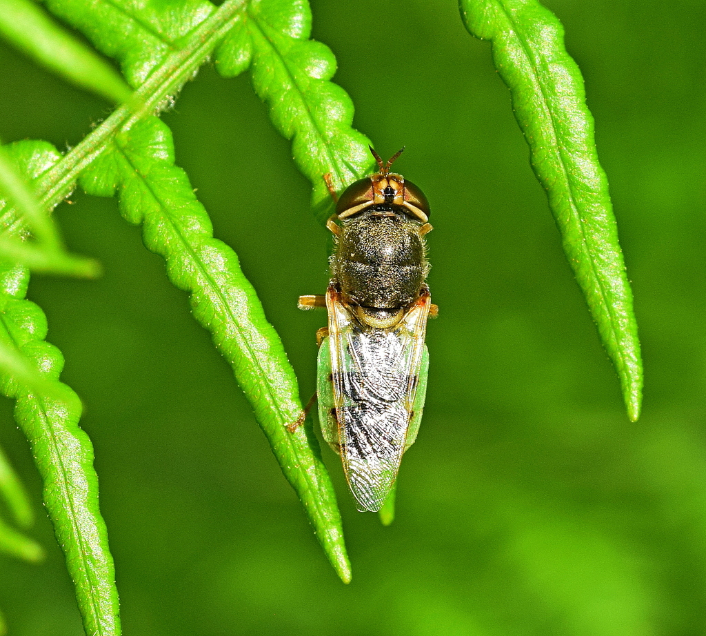 Orange-horned Green Colonel