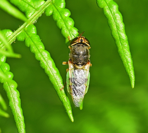 Orange-horned Green Colonel