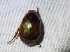 Callistethus marginatus