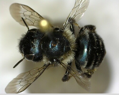 iNaturalist observation photo of Mason Bees