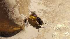 Lasioglossum