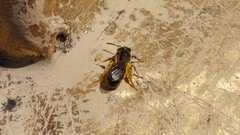 Lasioglossum