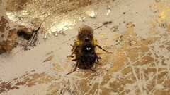 Lasioglossum