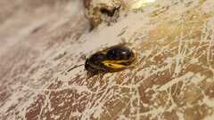 Lasioglossum