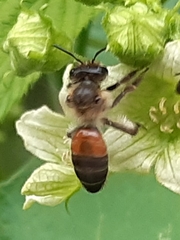 Andrena florea
