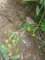 Alchemilla subcrenata