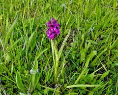Dactylorhiza traunsteineri