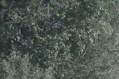 Dalbergia obovata