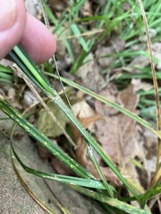 Carex virescens