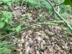 Carex virescens