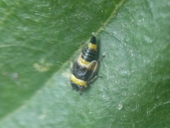 Eupterycyba jucunda