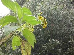 Smallanthus pyramidalis