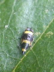 Eupterycyba jucunda
