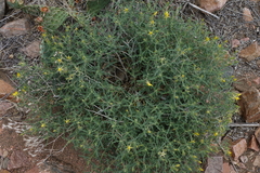 Mentzelia densa
