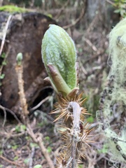 Oplopanax