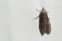 Aphomia terrenella