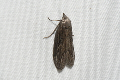 Aphomia terrenella