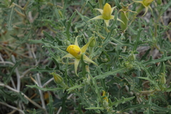 Mentzelia densa