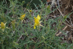 Mentzelia densa
