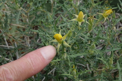 Mentzelia densa
