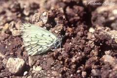 Hesperocharis anguitia