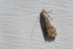 Dichomeris punctidiscellus