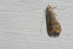 Dichomeris punctidiscellus