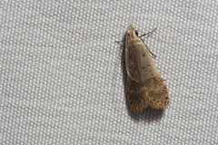 Dichomeris punctidiscellus