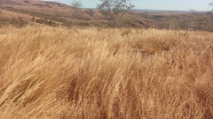 Aristida similis image