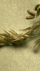 Agrostis hallii